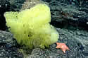 spongebob