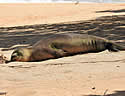 sunseal