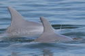 tampadolphin