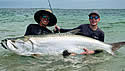tarpon