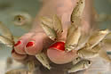 toefish