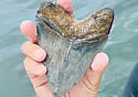 toothdiver