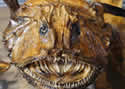turkfish