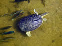 turtlefish