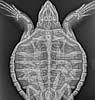 turtlexray