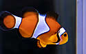 tvfish