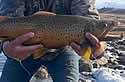 ultimateangler