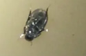 upbeetle