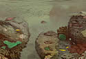 uwlandscapesketch