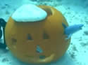 uwpumpkin