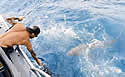 washark