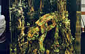 walkers