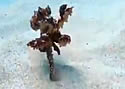 walkingoctopus