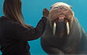 walrusclapper