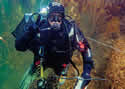 walrusdiver