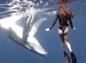 whalecollide