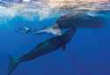 whalefilming