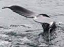 whaleresearchers