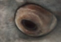 whalesharkeyes