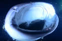 whalesharkgape
