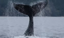 whaletailslap