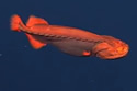 whalefish