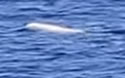 whitewhalejamaica