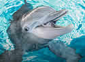 winterdolphin