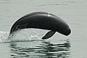 yangtzedolphins