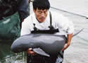 yangtzeendangered
