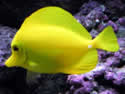 yellowtang