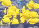 yellowtanghi
