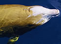yellowwhale